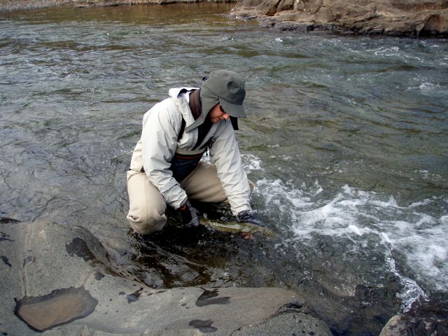 Nýgengnum laxi sleppt við Neðri Stapakvörn í Fáskrúð sumarið 2010